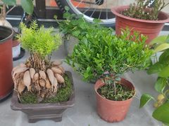 -双季花艺园艺市场(浦东店)