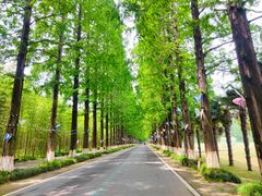 -黄海国家森林公园