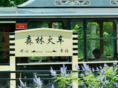 -合肥滨湖国家森林公园