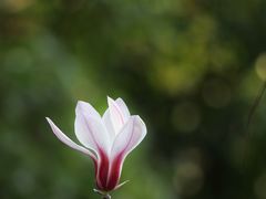 -上海吴淞炮台湾国家湿地公园