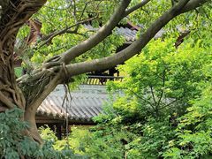 -三苏祠