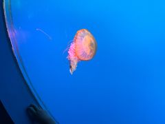 -太平洋海底世界