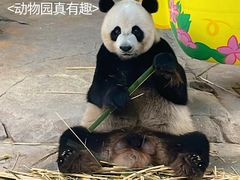 -广州长隆野生动物世界