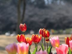 -苏州上方山国家森林公园