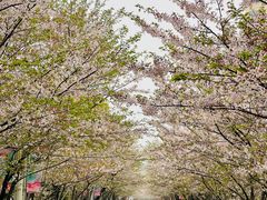 -高东镇樱花园