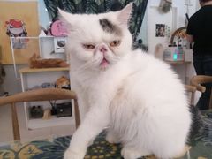 -平行世界·猫咖(首经贸店)