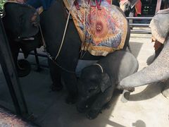 -东芭乐园