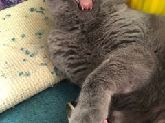 -纳吉亚猫专科动物诊疗中心(蒋宅口分院)