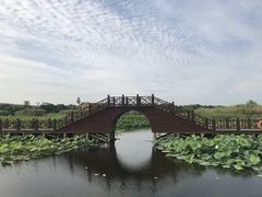 景点-荷塘月色湿地公园·向阳花洲