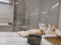 -飞行喵MR PILOT|猫舍·猫咖(静安大融城店)
