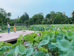 -金山公园