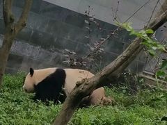 -中国大熊猫保护研究中心雅安碧峰峡基地