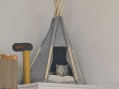-COLOR PETS 撸猫馆·购猫·猫咖(长风大悦城店)