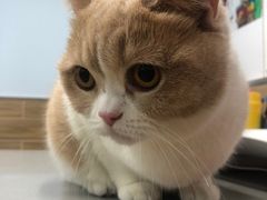 -爱侣宠医·鹦鹉专科·小型哺乳类·异宠专科(灵石路店)