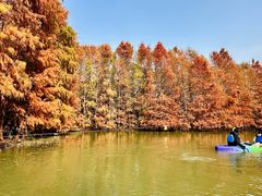 -上海海湾国家森林公园