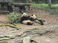 -都江堰中华大熊猫苑