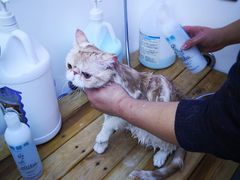 -喵百万·布偶·蓝金金渐层英短·猫舍(百子湾店)