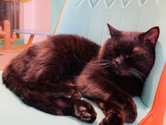 -猫在这儿猫咪咖啡馆·撸猫馆