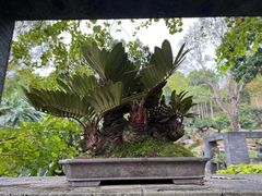 -深圳仙湖植物园
