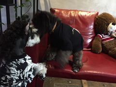 -百好乐宠物友好餐厅(朝外大街店)