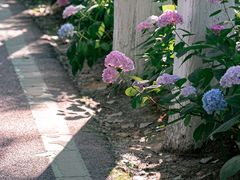 -合肥滨湖国家森林公园