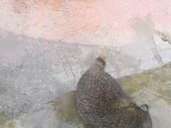 -泉州海丝野生动物世界