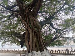 -江心屿景区