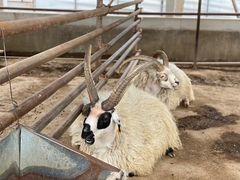 -南宫五洲植物乐园