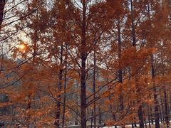 -白水寺森林公园