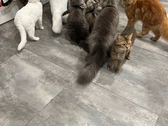 -楼上猫咖(罗湖店)