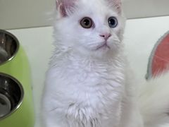 -青奢宠物·青奢猫舍