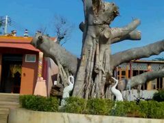 -东寨港红树林旅游区