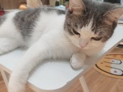 -COLOR PETS 撸猫馆·购猫·猫咖(长风大悦城店)