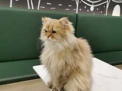 -安格丽娜·狗咖·猫咖羊驼咖(春熙路百盛商场店)