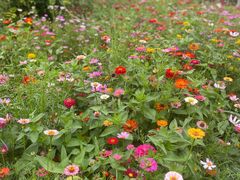 -武汉紫薇都市田园