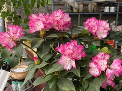 -金科花卉市场