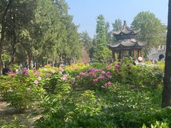 -洛阳白马寺