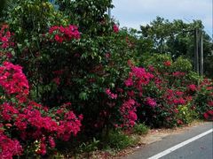 -海南热带雨林国家公园吊罗山景区