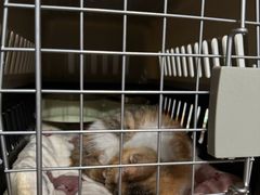 -北京观赏动物医院·24小时大型综合·猫专科·异宠专科
