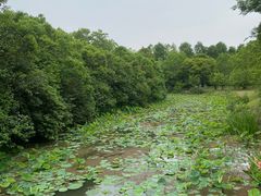-上海海湾国家森林公园