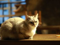 -猫猫幼稚园·撸猫·桌游·电玩