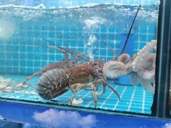 -坛南湾阿强农家乐.海鲜大排档老字号(福州地标美食店)