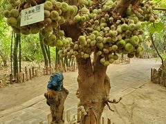 -呀路古热带植物园