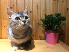 -隅cafe(傅厚岗店)