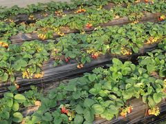 -胜丰草莓采摘园