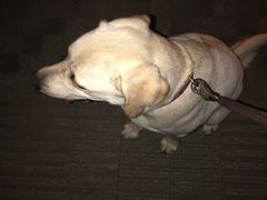 -翊宠yipet猫狗购宠庄园犬舍•猫舍