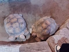 -绿色星球动物主题公园