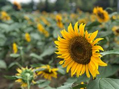 -贵阳市花溪国家城市湿地公园