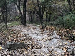 -王顺山国家森林公园
