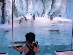 -帝企鹅自助餐厅•儿童岛•真企鹅(长隆企鹅酒店)